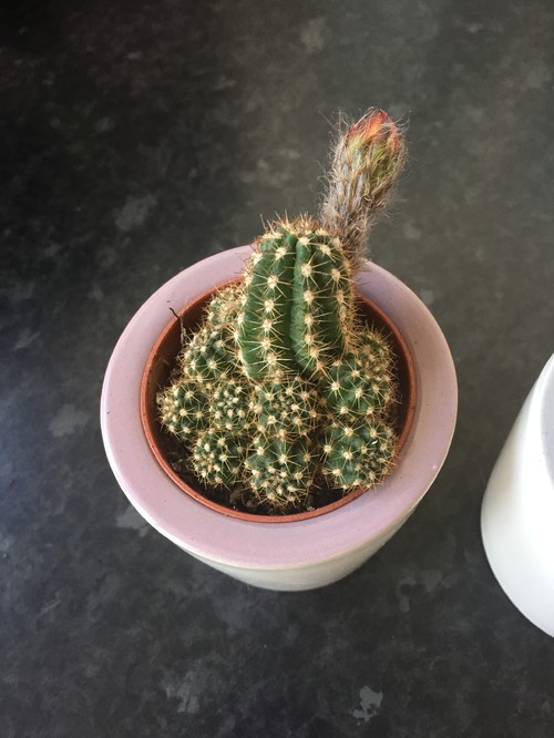 Why is my cactus growing a red bulb from the side? Photos