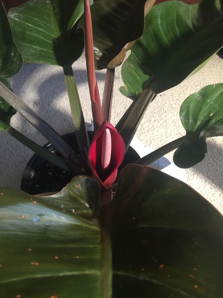 Blooming philodendron!! | Houzz Forum