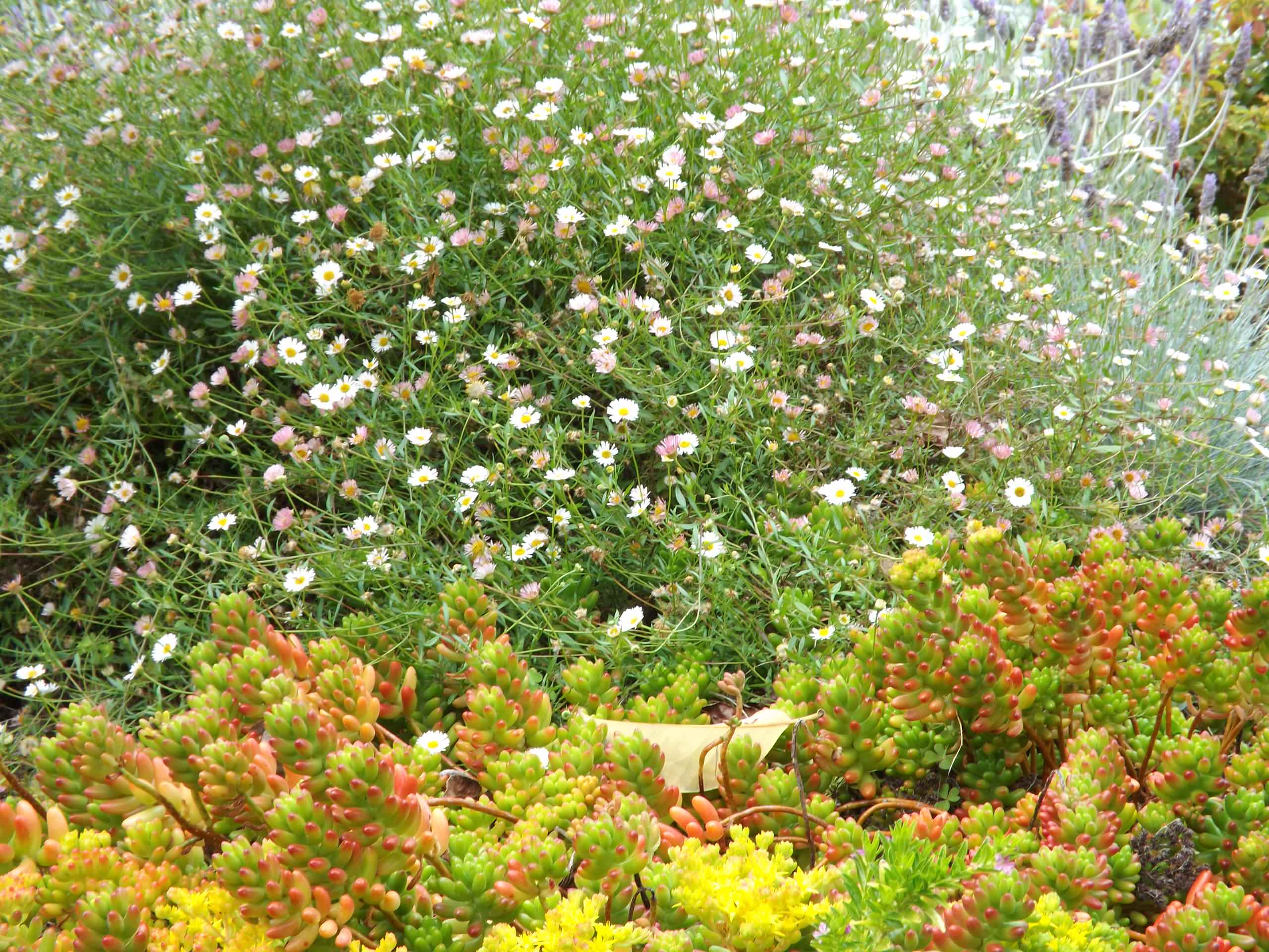 Low water butterfly garden