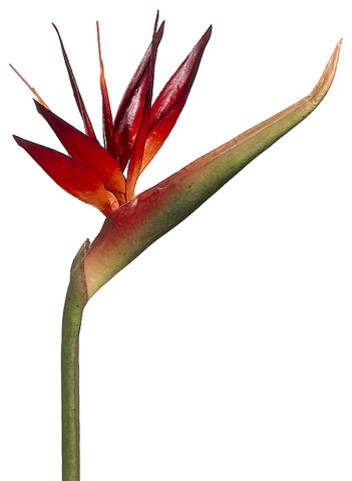Silk Plants Direct Bird Of Paradise Pack 6 Brick Silk Plants Direct Bird Of Paradise Pack 6 Brick