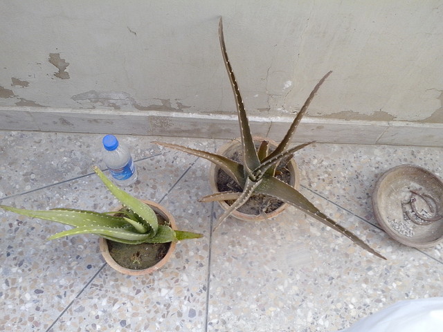 Aloe Vera plant gone bad? | Houzz Forum