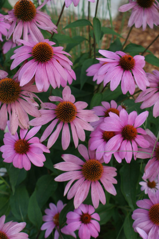Pollinators