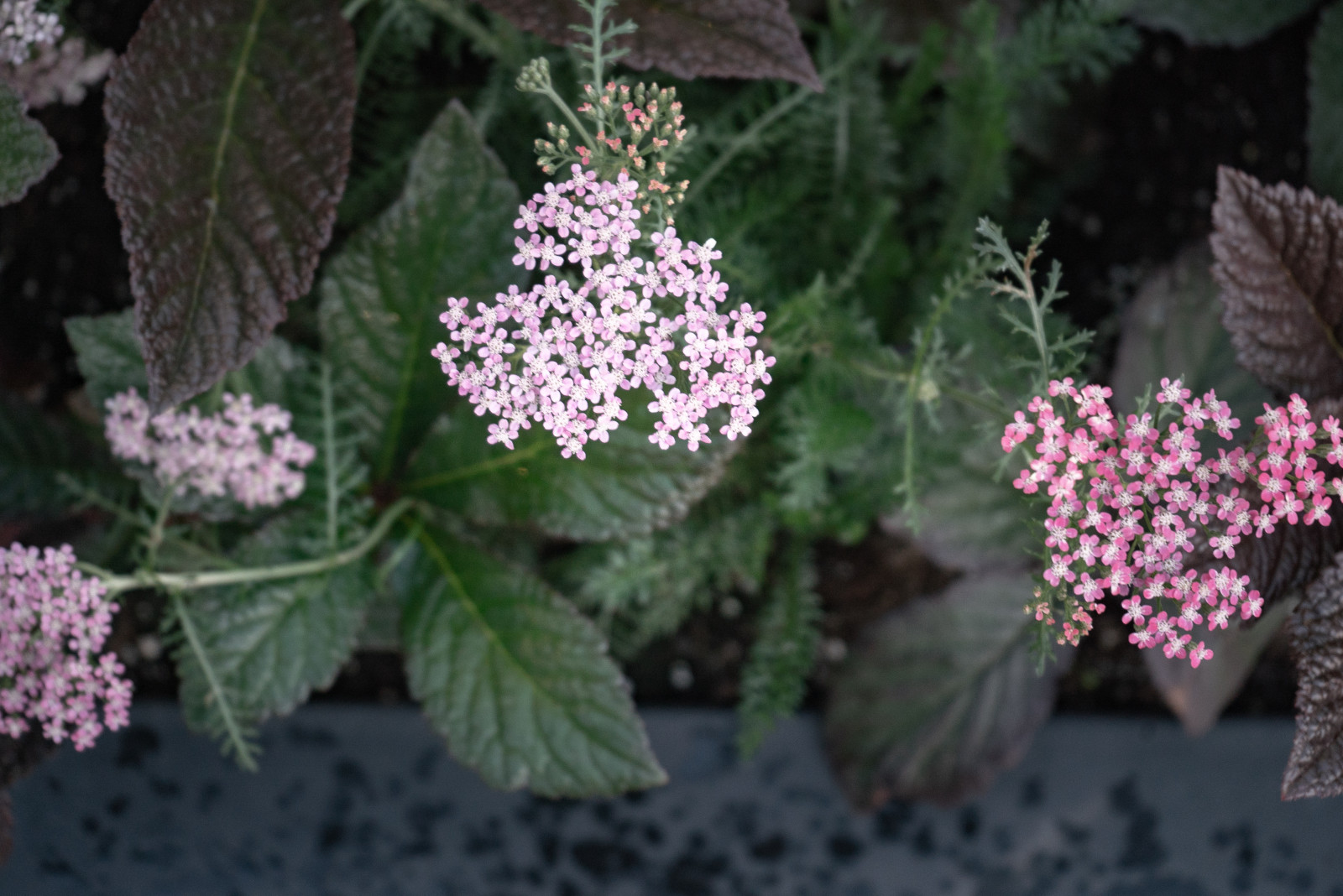 Архитектура природы