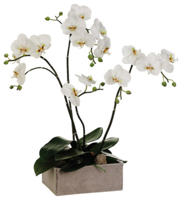 Silk Plants Direct Phalaenopsis Orchid Plant, Pack of 1