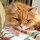 elizabeth_evanick