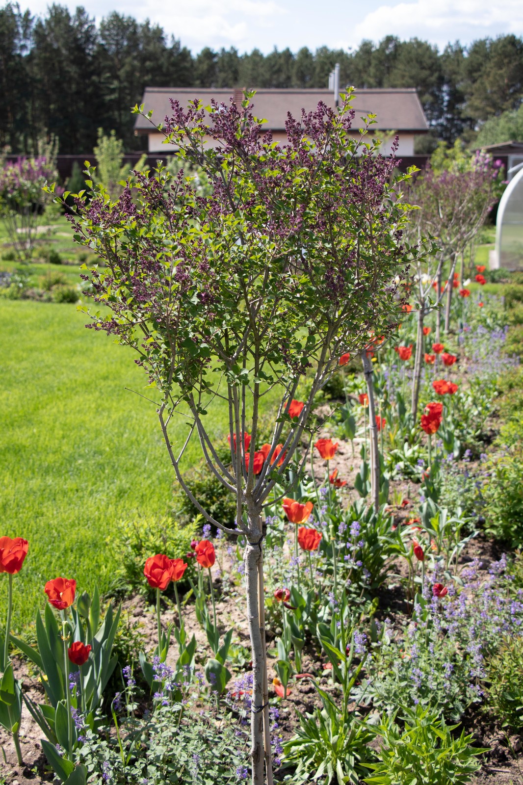 Сосновые берега