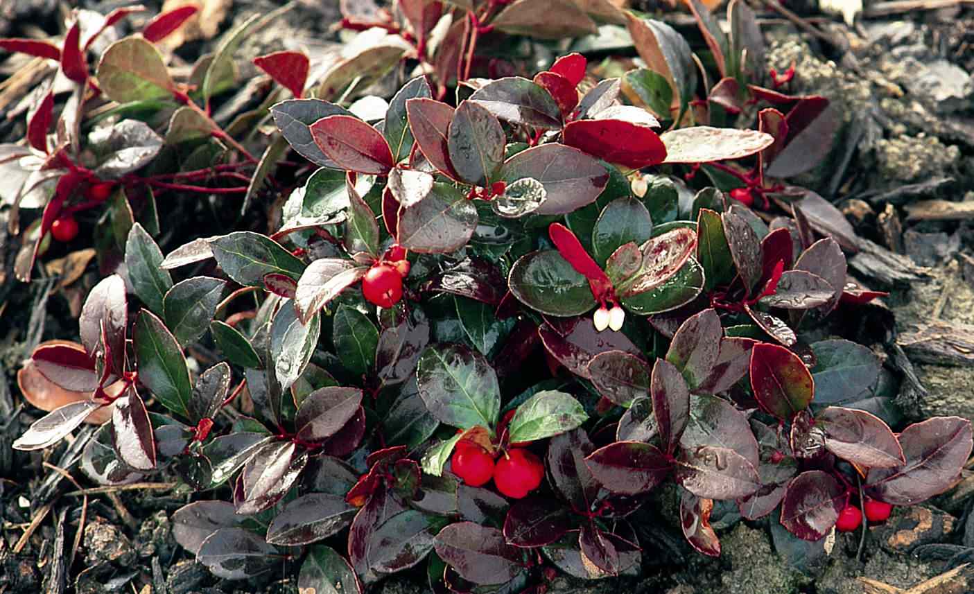 6 Deer-Resistant Ground Covers to Plant This Fall, image size:1405x857