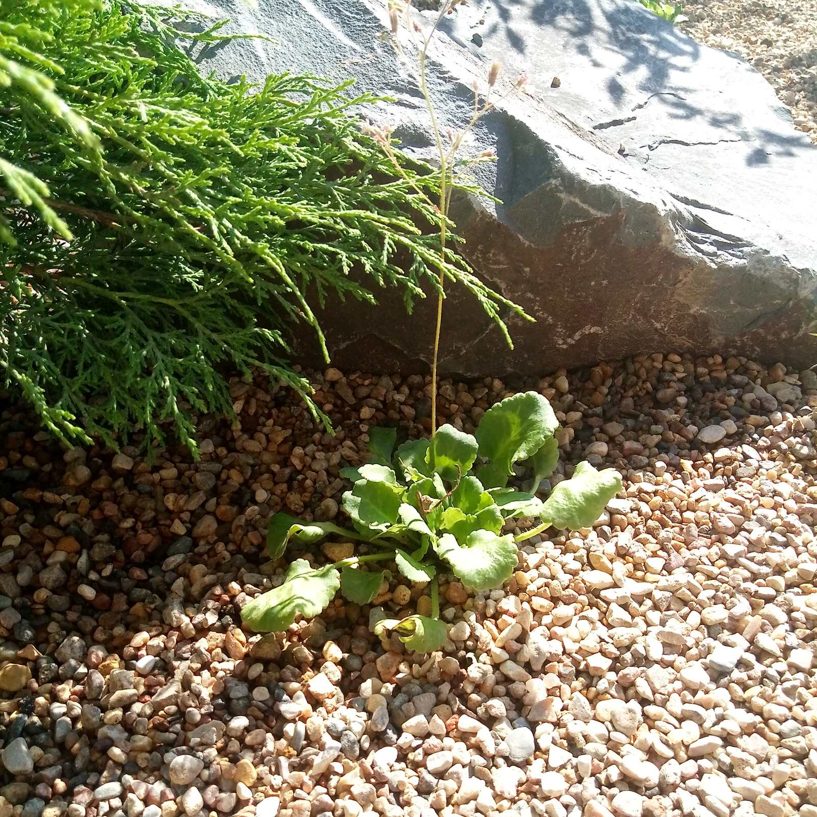 Берёзки и камни