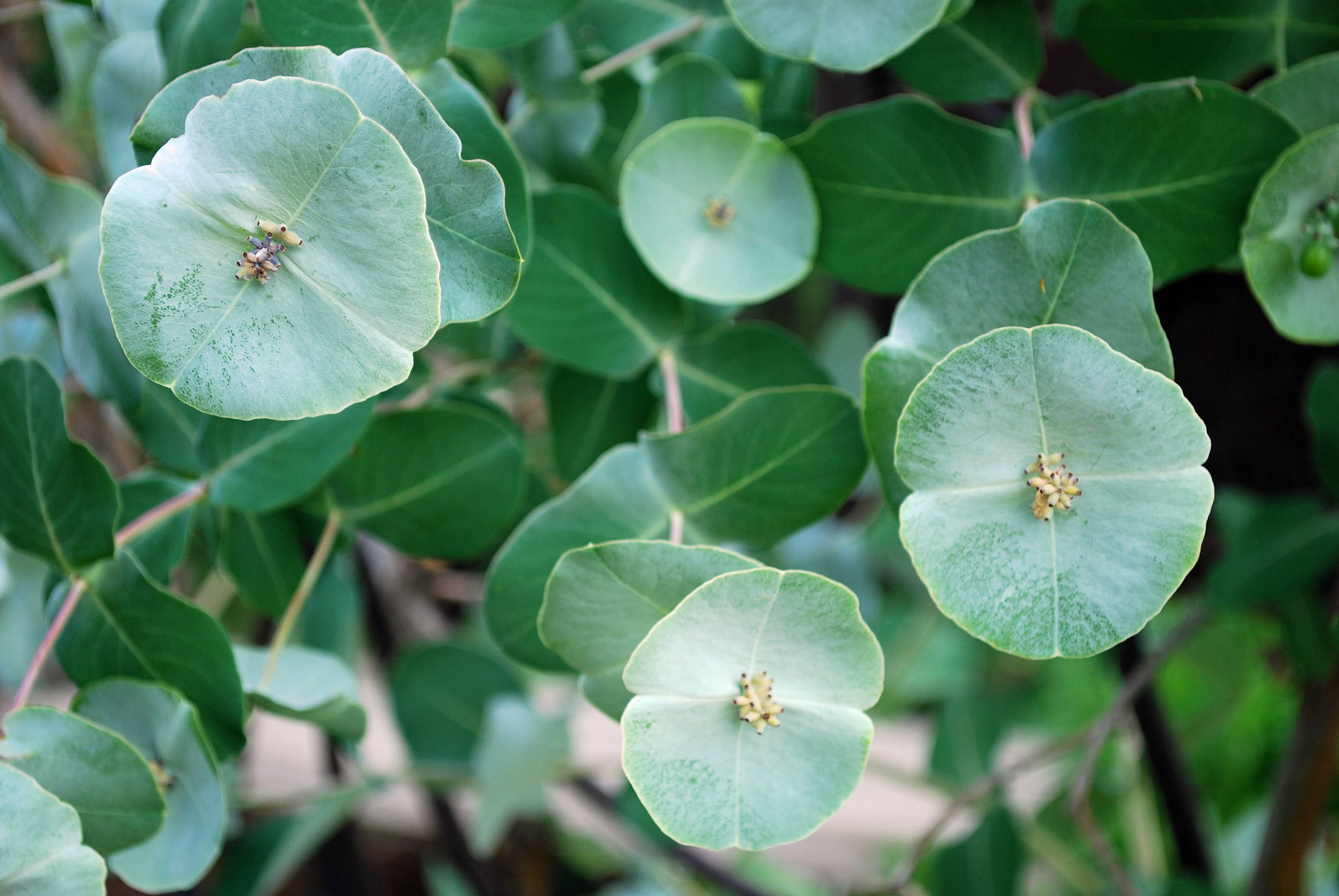 liguster lateinischer name Gemeiner Liguster (Ligustrum vulgare) | 80-100 cm mit Wurzelballen