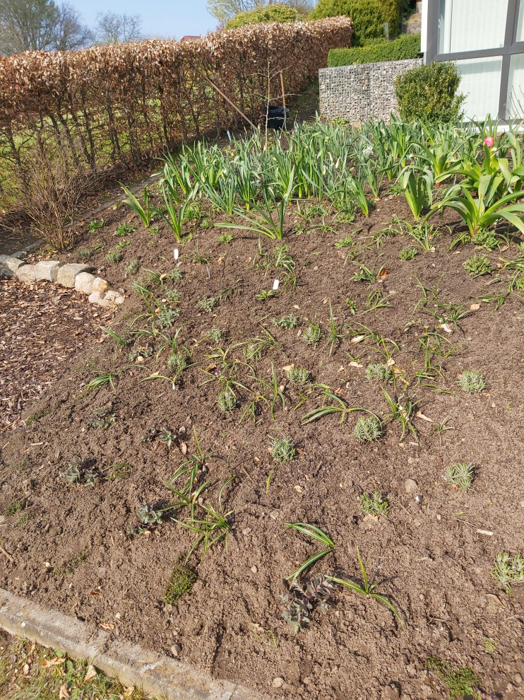 Exempel på en liten lantlig trädgård i delvis sol blomsterrabatt och längs med huset på våren