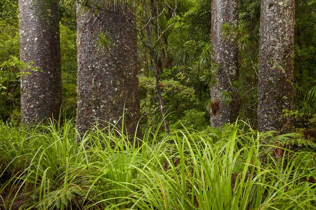 Kauri Trees, New Zealand Wall Art