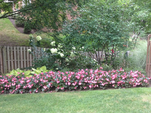 Begonia Border - Traditional - Landscape - Other - by Sylvan Gardens ...