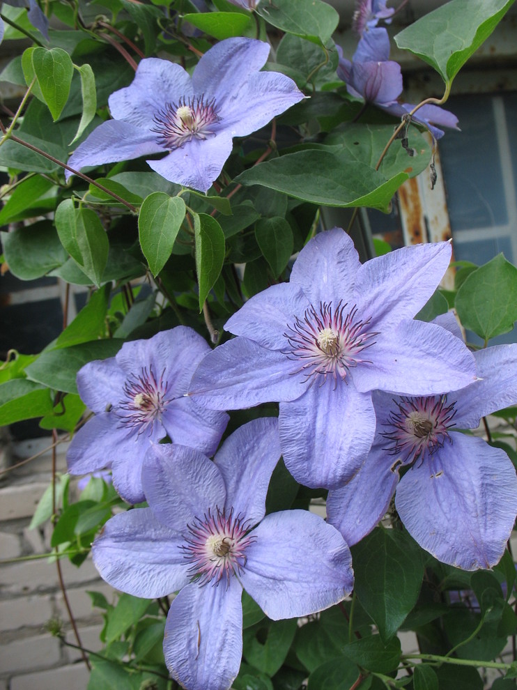 Питомник растений. Многолетние цветы