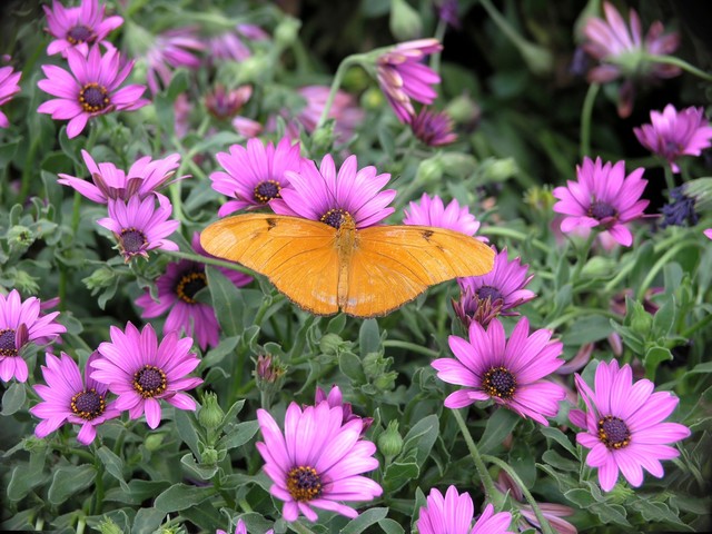 Hummingbird And Butterfly Garden Tropical Miami By Knoll