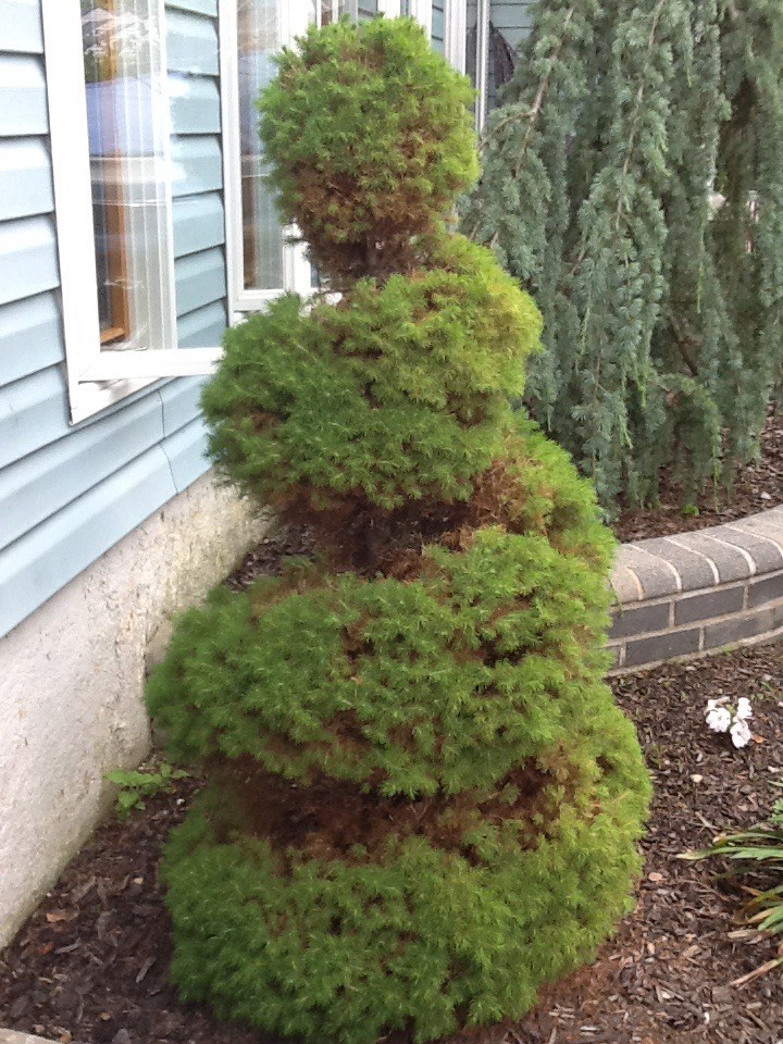 Advice needed for this shrub