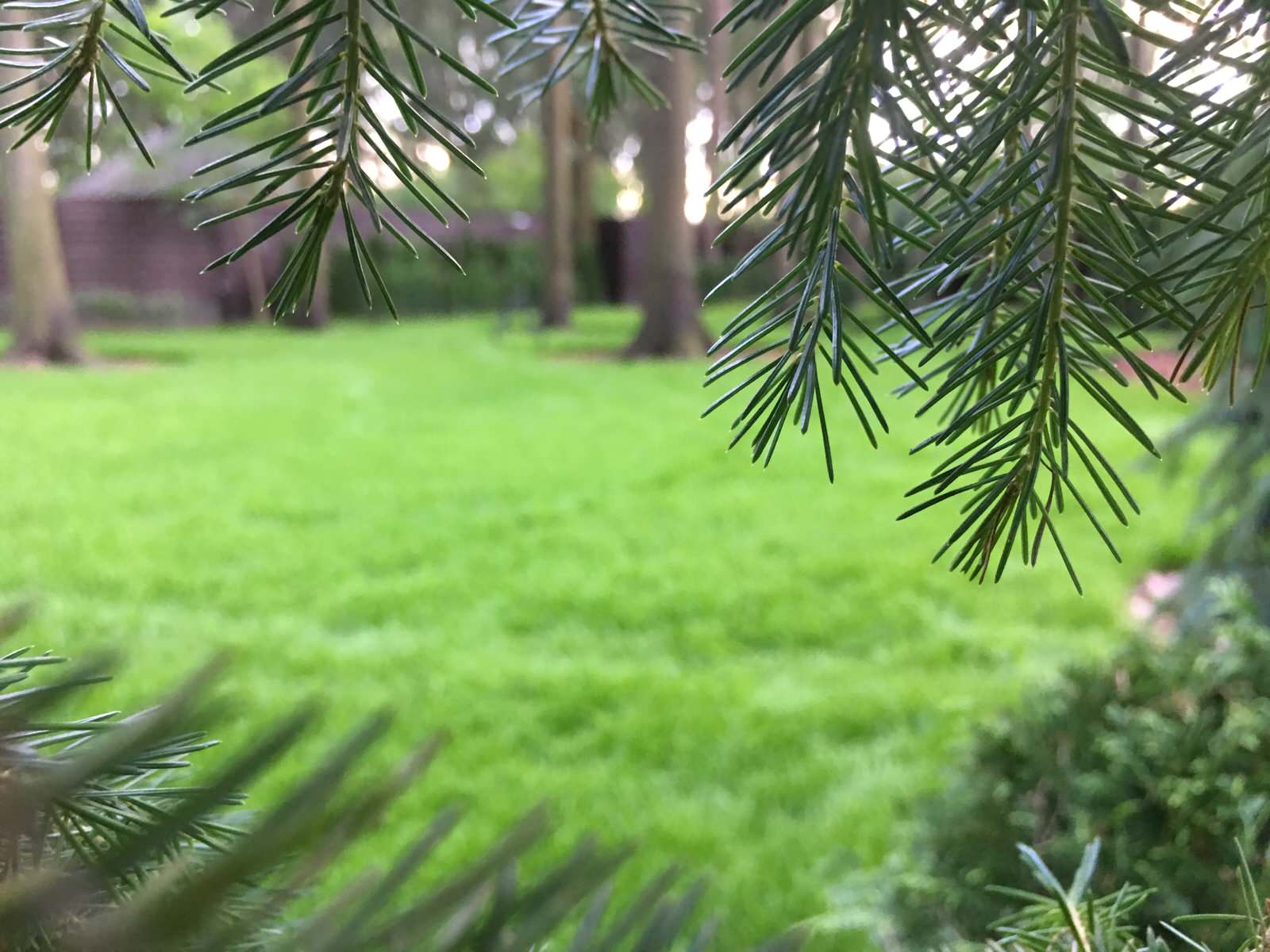 Проект Грибово