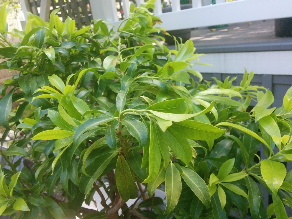 Top growth on Pieris Japonica drooping down