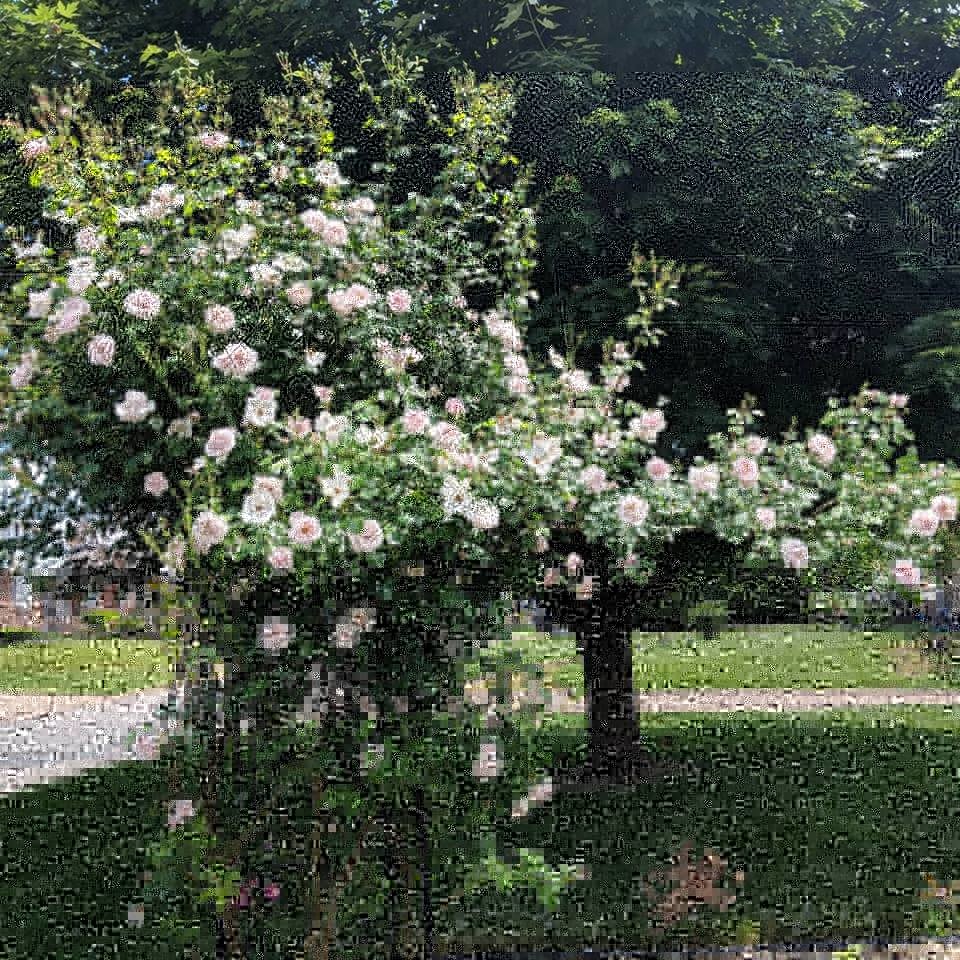 How to extend trellis for climbing rose?