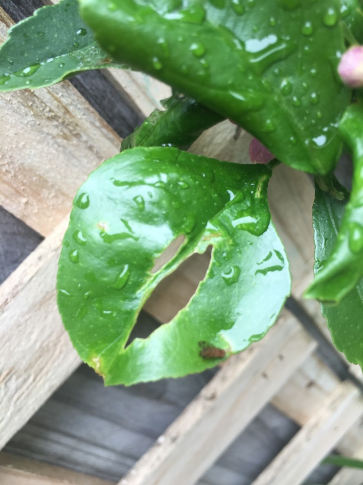 What is eating my Meyer Lemon Trees Leaves?