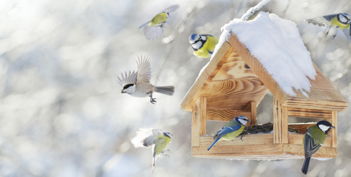 Bird Feeder with flocking birds