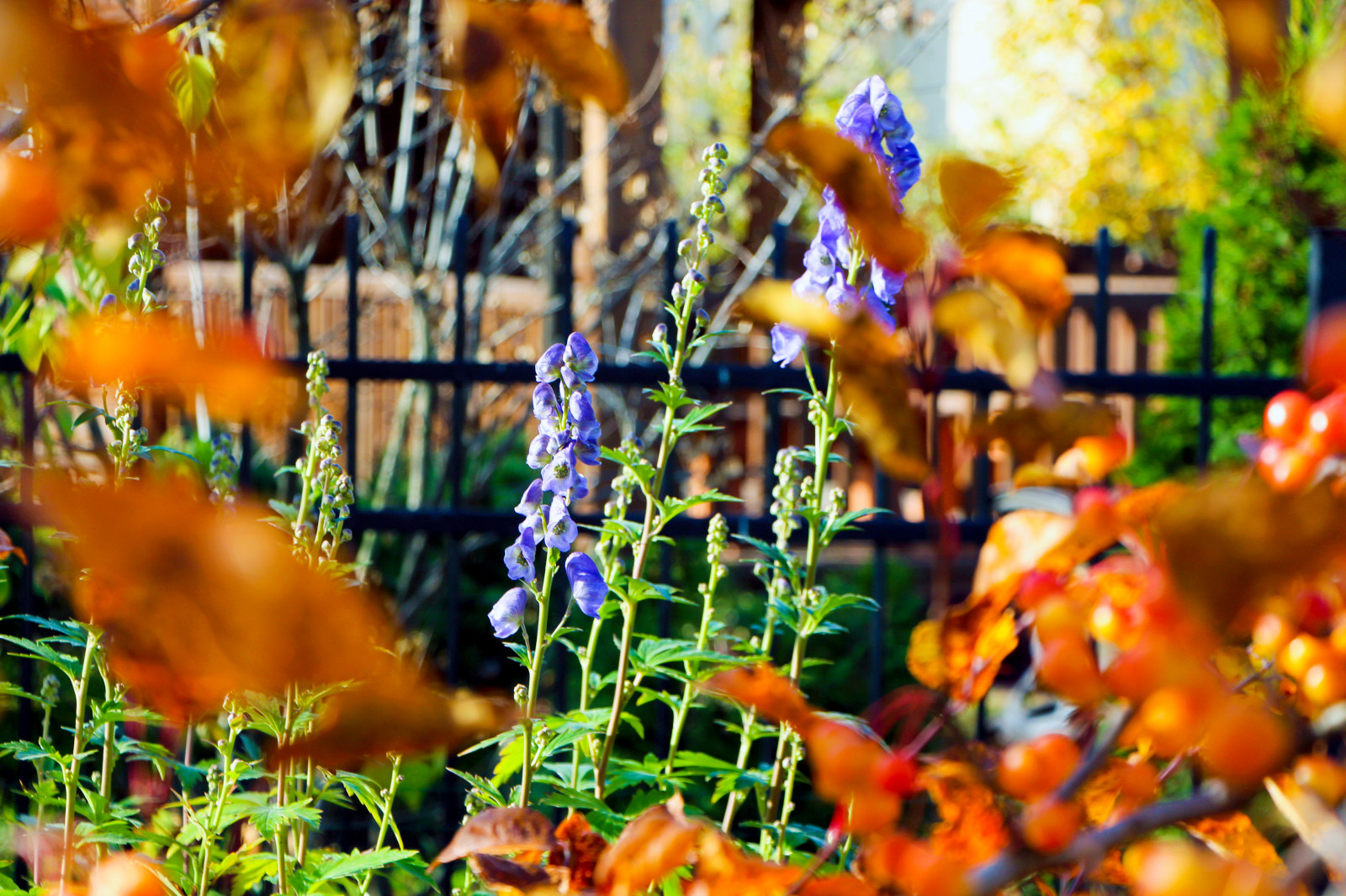 Новые Вешки