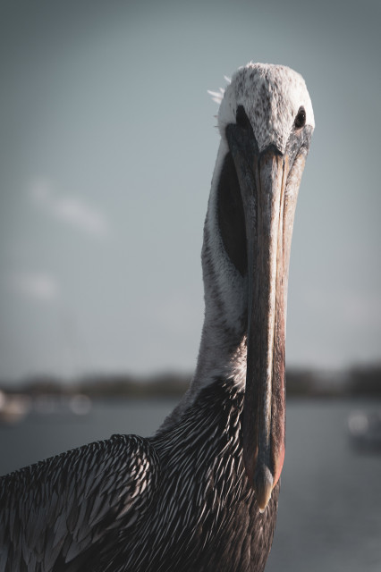 Bob The Pelican Colorized Shore Bird Wildlife Photo Unframed Wall Art Print, 11"