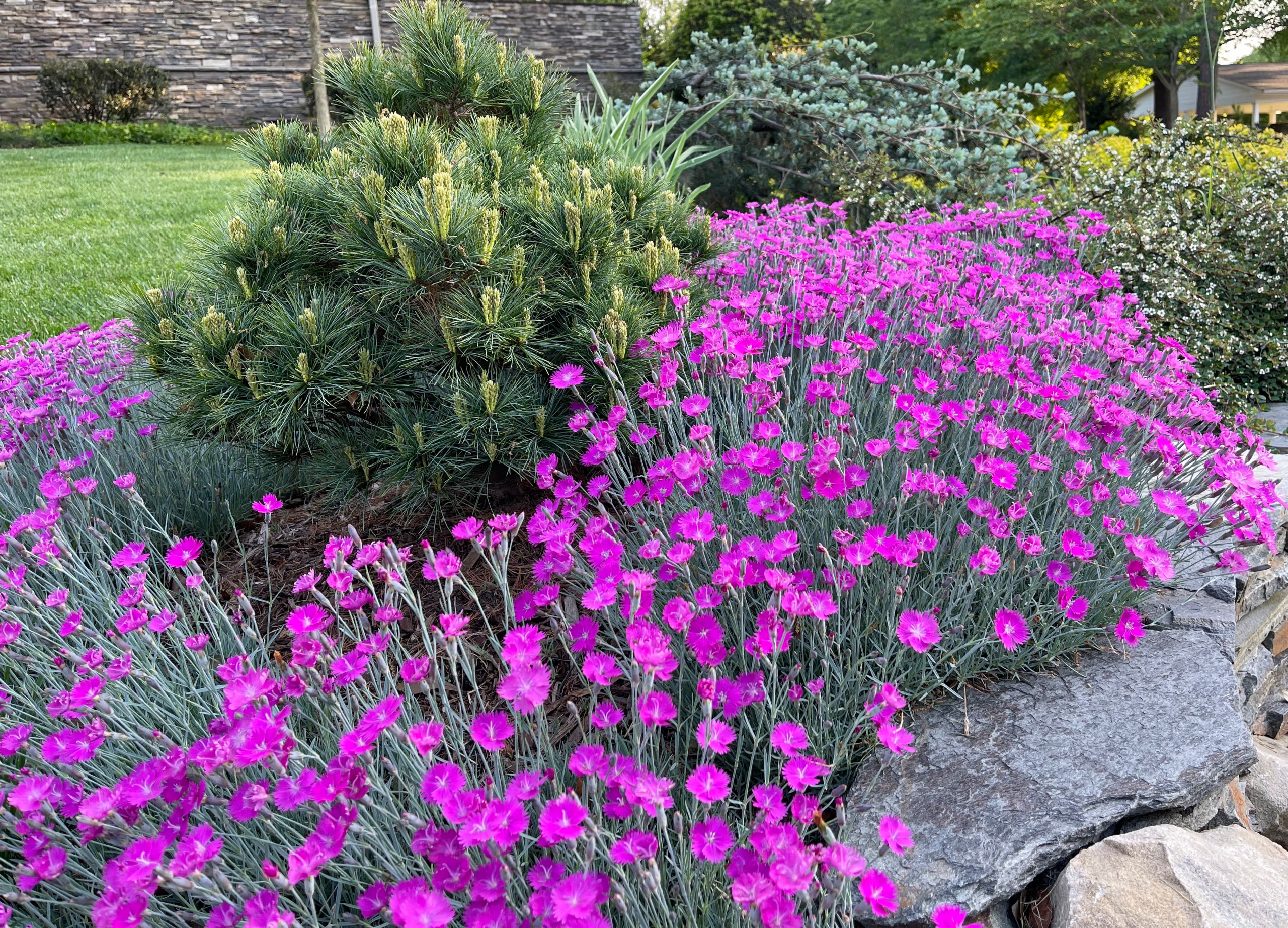 Dianthus and pine