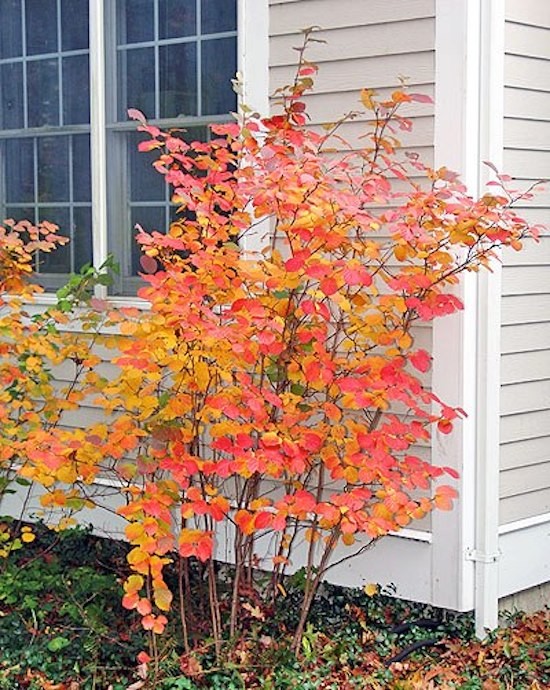 Inspiration for a transitional landscaping in Boston.