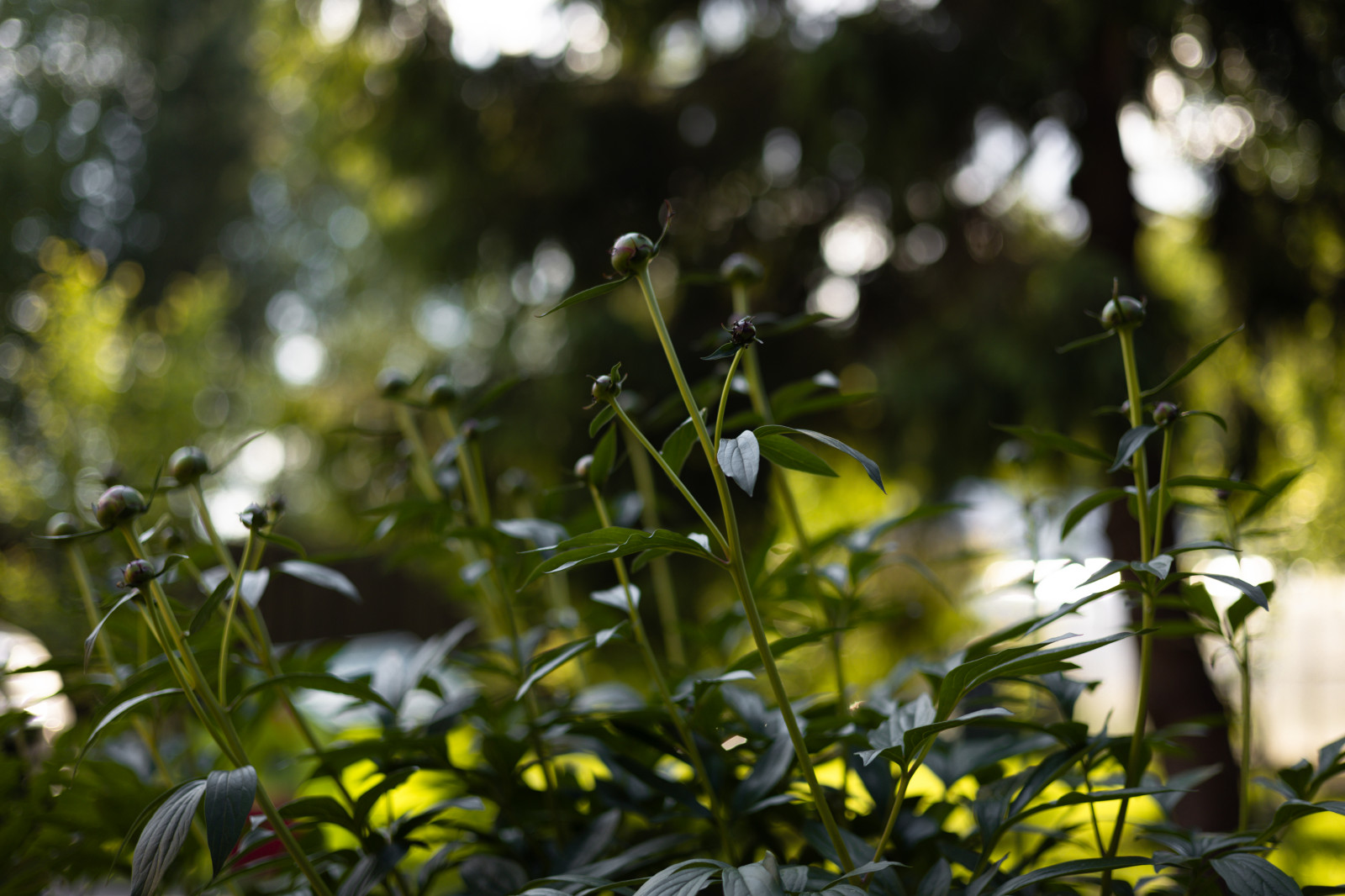 Лесной пейзаж