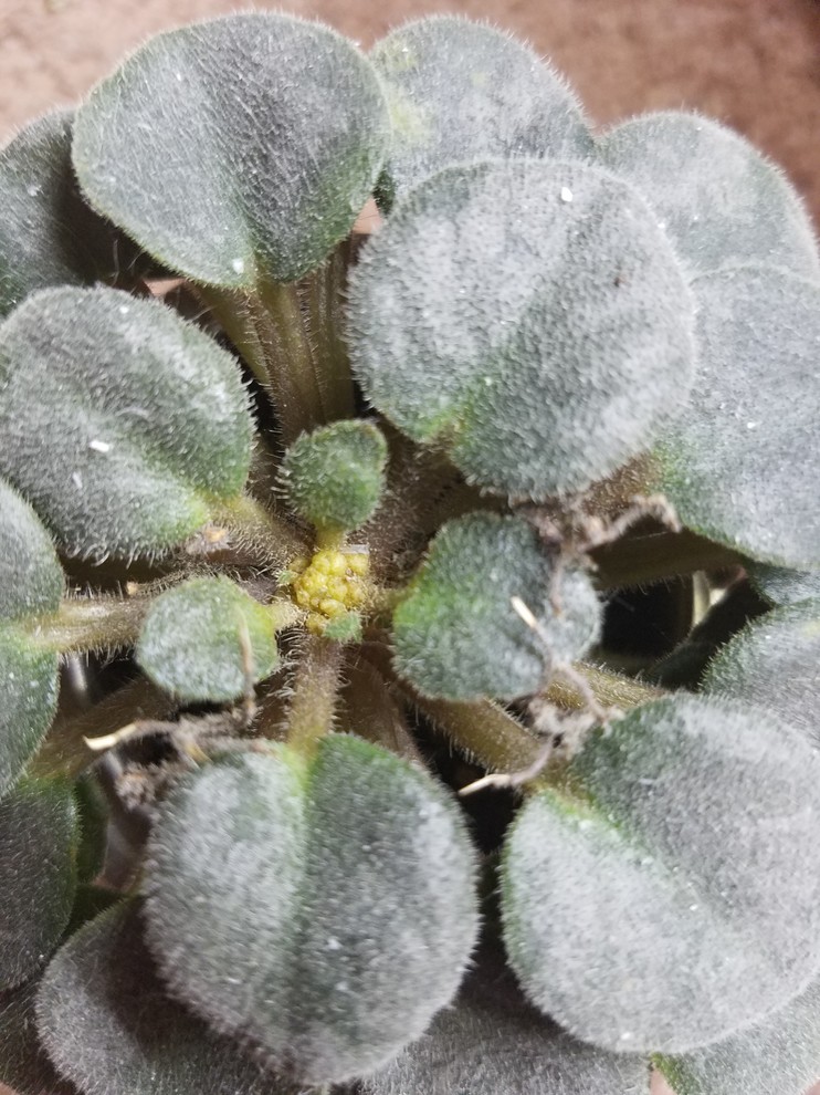 Broad mites on African Violets? Please help!