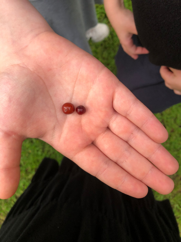 Are these cherries ok to eat?