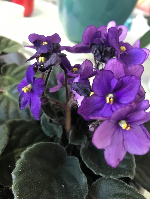 How to Prune African Violets
