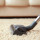 Carpet Cleaning Logan Central