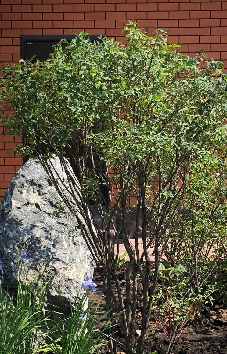 Роман с камнем