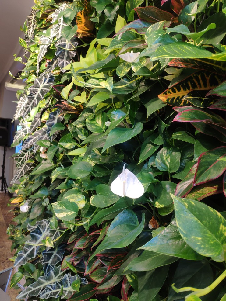 Вертикальный сад фитостена