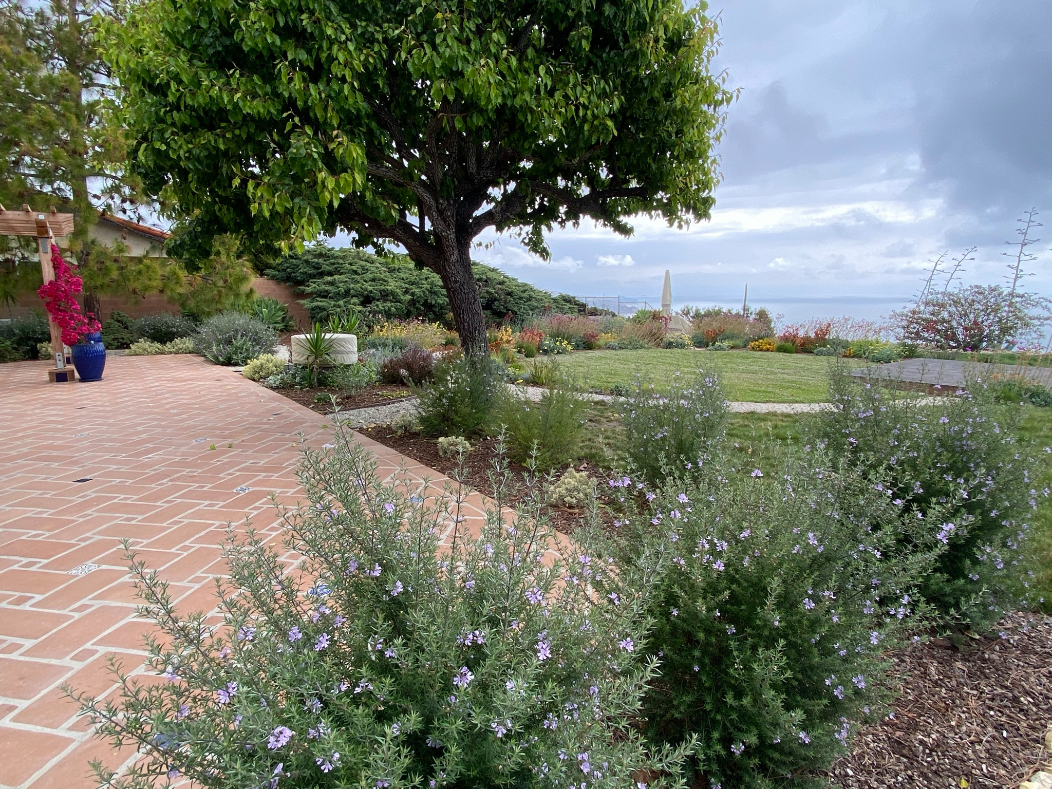 Rancho Palos Verdes, CA - Regenerative California Native Garden