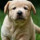 virginia_leveen