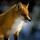 thebottlefox