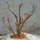 Last commented by Zhongchuan Peony Nursery