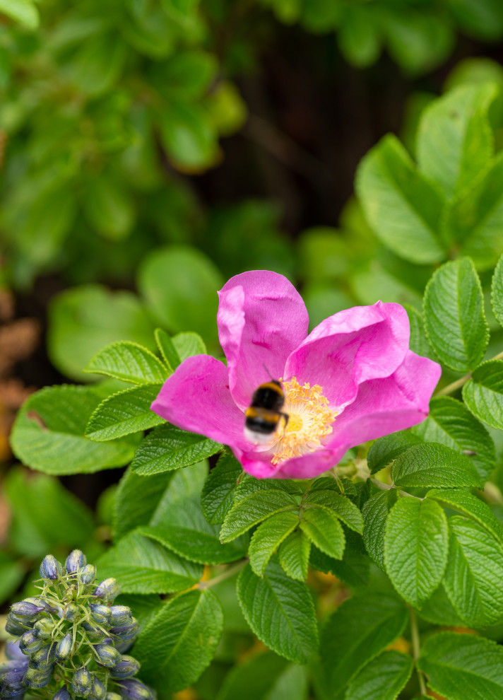 Фотосъемка Сада   по  Метрелинку на MFS 2019 Авторы М,Береснева М. ПРИНТЦ