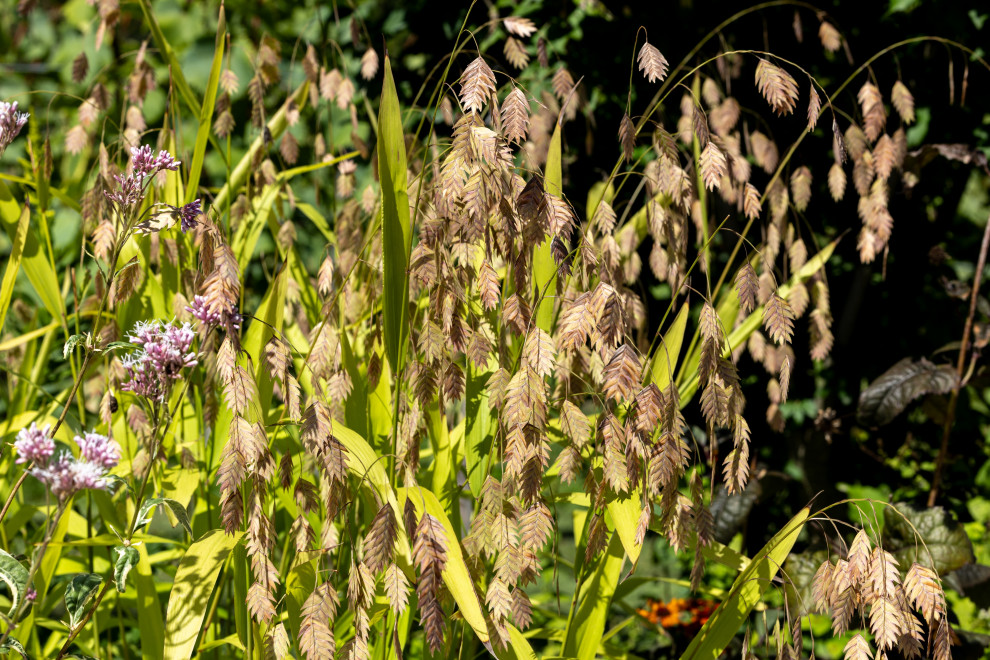 Favorite Plants