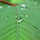 Last commented by taxo_man