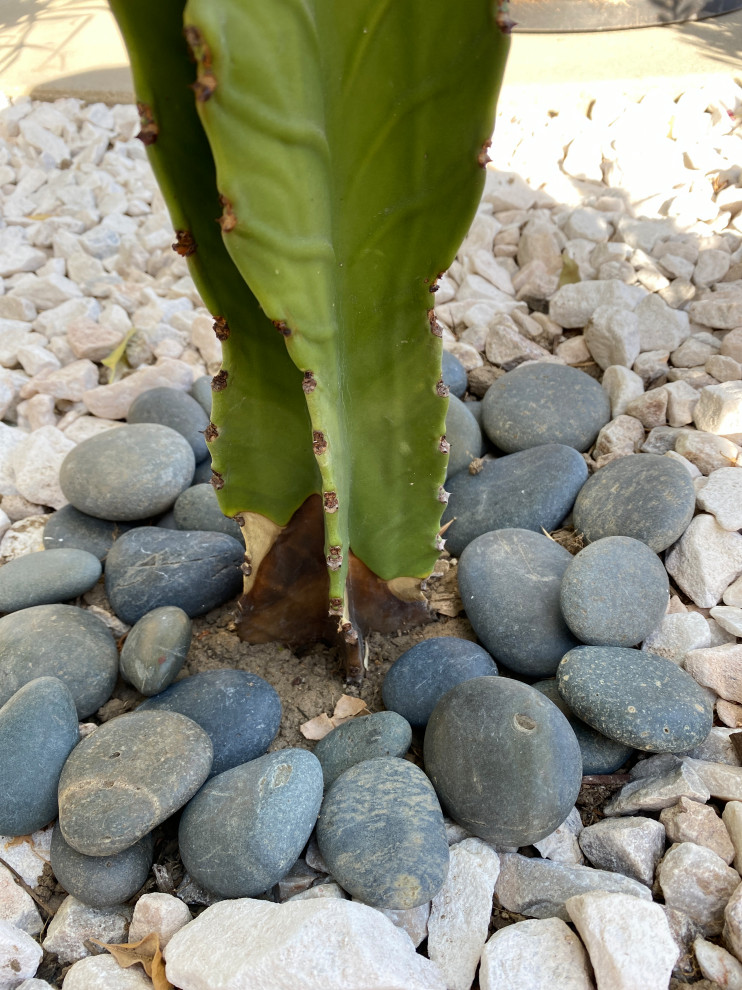 Cactuses turning yellow and brown