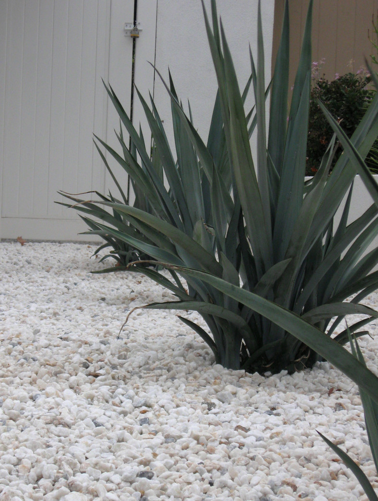 This is an example of a mid-sized mid-century modern drought-tolerant and full sun front yard landscaping in Orange County.