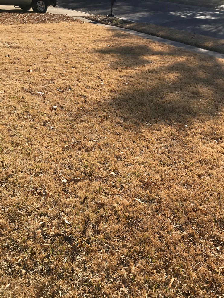 Is my st augustine lawn dead or just dormant?