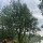 Rushtons Tree Care