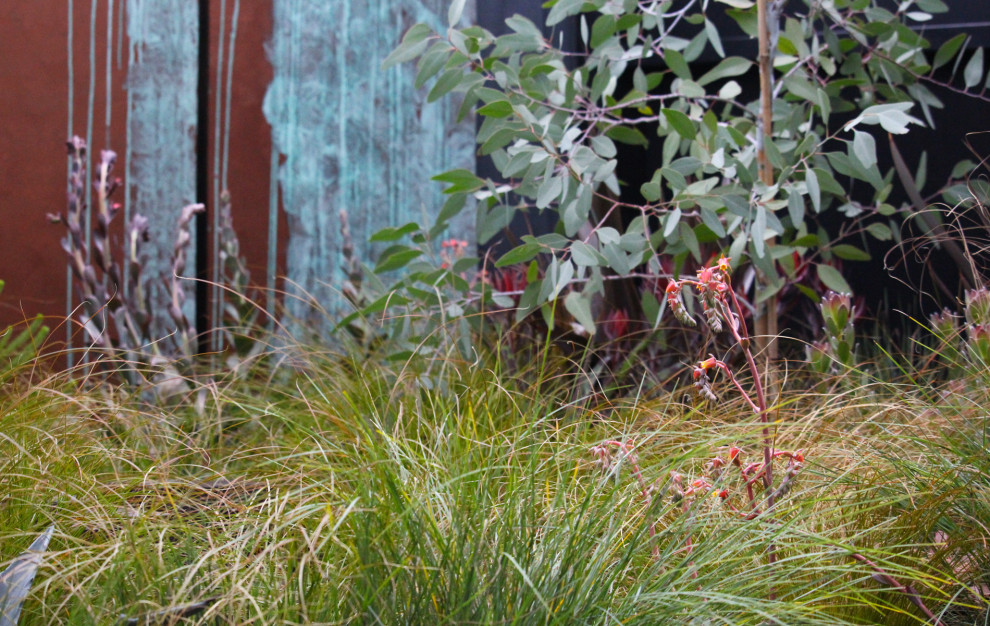 This is an example of an australian native eclectic garden in Melbourne.