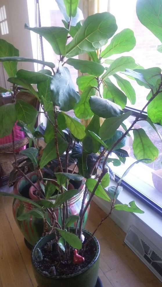 Multiple trunks/stems of a Fiddle Leaf Fig in one pot. What to do?