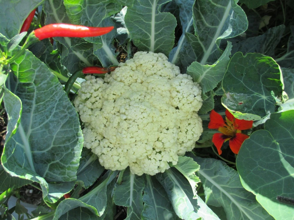 Head of Cauliflower with Chili Peppers in Peter Atkins and Associates Vegetable Garden