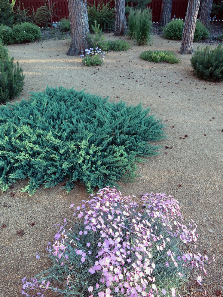 Маленький сад между большими соснами.